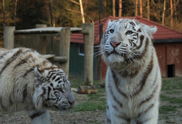 zoo dvorec_bily tygri